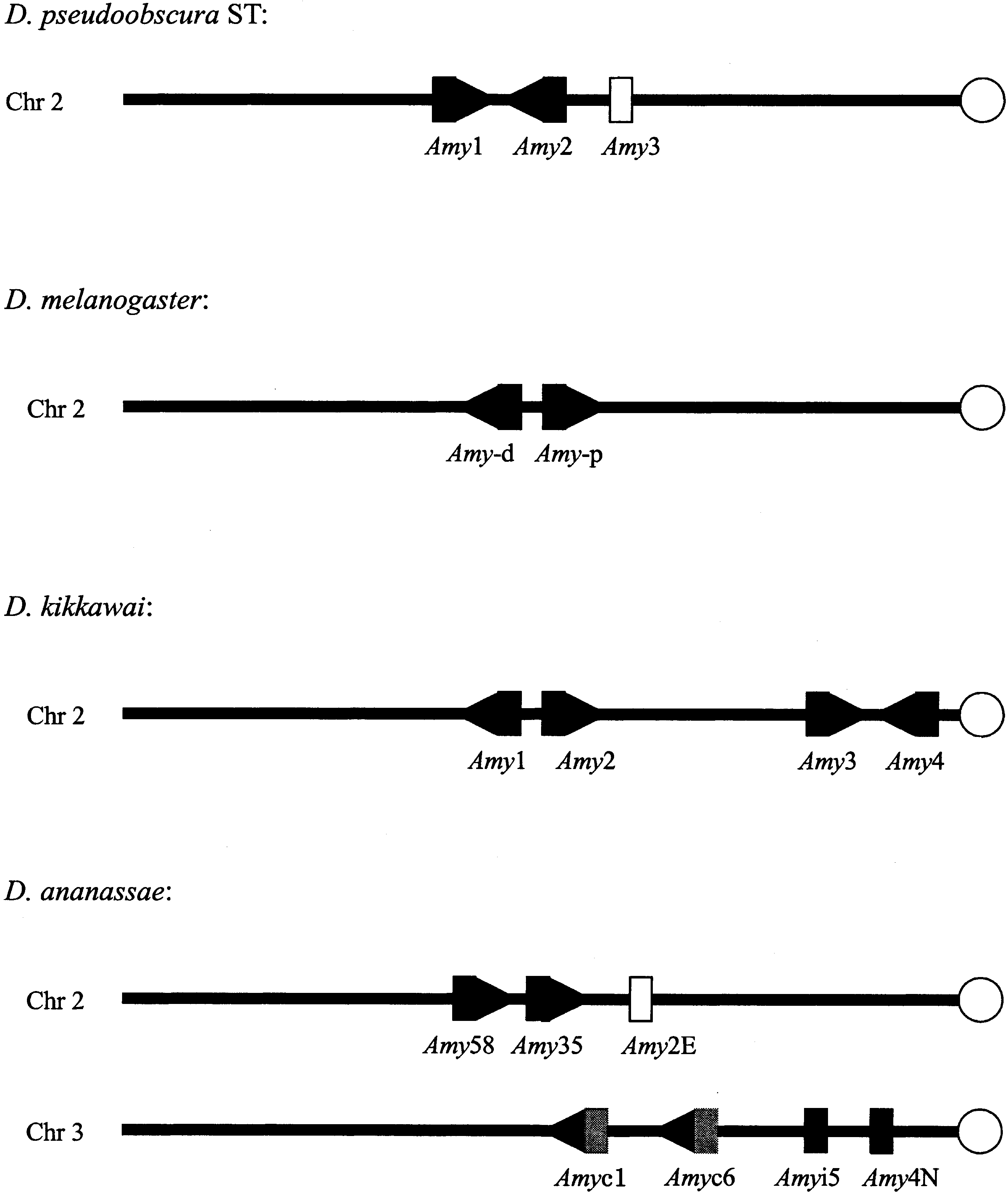 Evolutionary History And Mode Of The Amylase Multigene Family In Drosophila
